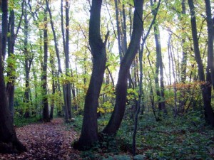 Chislehurst_Common_Woods