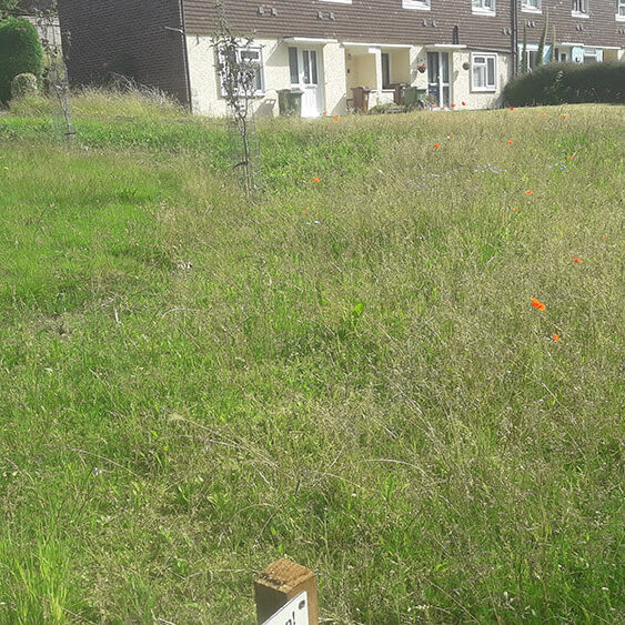 6. Newly created wildflower meadow with fruit trees 6. Newly created wildflower meadow with fruit trees